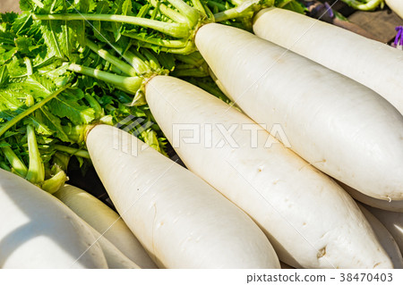 [Kanagawa Prefecture] Radish Miura 38470403