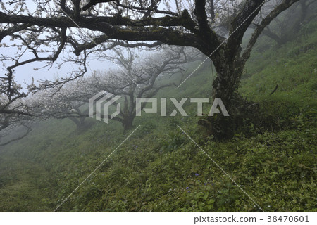 Plum tree, plum flower, orchard, fruit tree, fruit flower, flowering, flower, fresh, land, agriculture, crop Plum tree, plum flower, orchard, fruit tree, fruit flower, flowering, flower, fresh, land, agriculture, crop 38470601