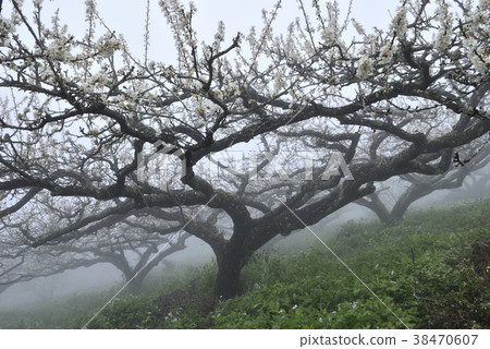 Plum tree, plum flower, orchard, fruit tree, fruit flower, flowering, flower, fresh, land, agriculture, crop Plum tree, plum flower, orchard, fruit tree, fruit flower, flowering, flower, fresh, land, agriculture, crop 38470607