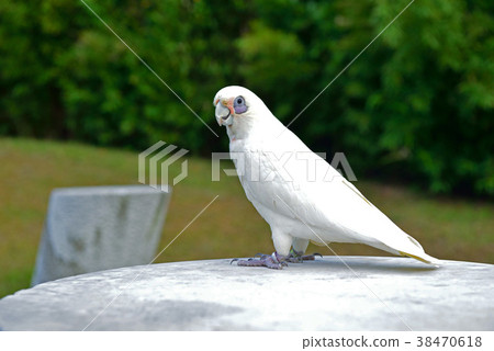 Parrot, white parrot, wildlife, animal, bird, pet, hairy child 38470618