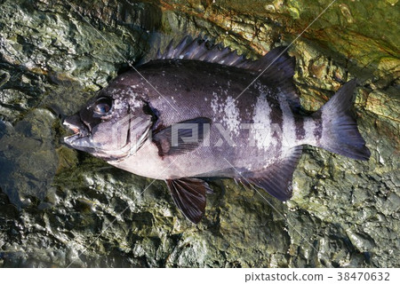 45cm Ishida 45cm Ishida 38470632