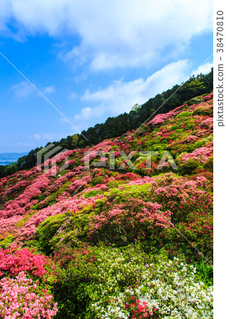 長崎公園的杜鵑花和Kujukushima島[長崎縣佐世保市Kacho鎮] 38470810