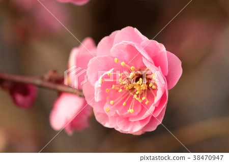 梅 梅 38470947