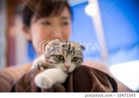 貓動物治療寵物 貓動物治療寵物 38471843