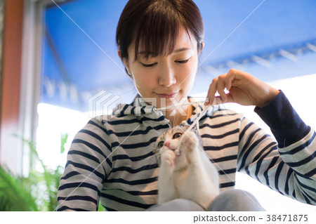 Cat Animal Therapy Pet Cat Animal Therapy Pet 38471875