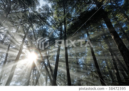 A light on the morning mist in the forested area of Ochi Chichibu and Mt. A light on the morning mist in the forested area of Ochi Chichibu and Mt. 38472395