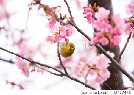 櫻花和mezzo 38472428