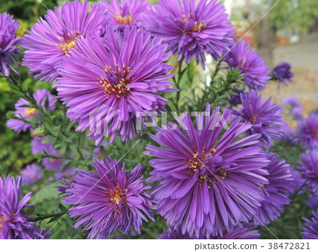 Red purple flower blooming in the field Red purple flower blooming in the field 38472821
