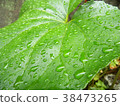 Rain drops 38473265