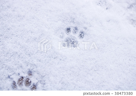 下雪天貓腳印 38473380