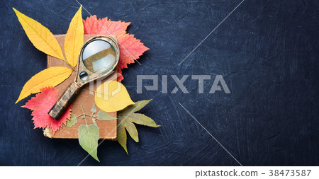 Set of leaves for herbarium 38473587