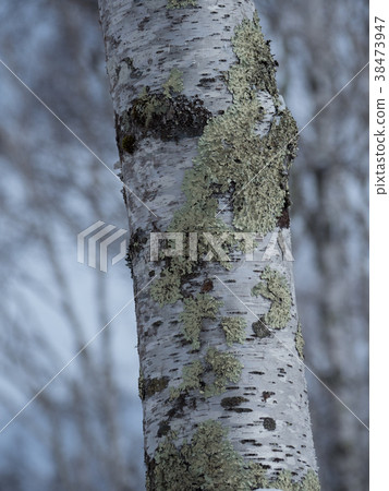 Birch of the plateau of winter 38473947