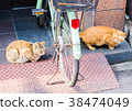 City walk cat search 1 38474049