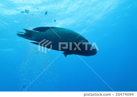 拿破崙魚 拿破崙魚 38474094