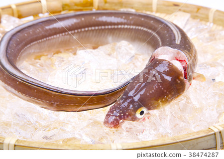 海鰻主動期限 38474287