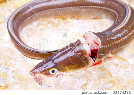 海鰻主動期限 38474288