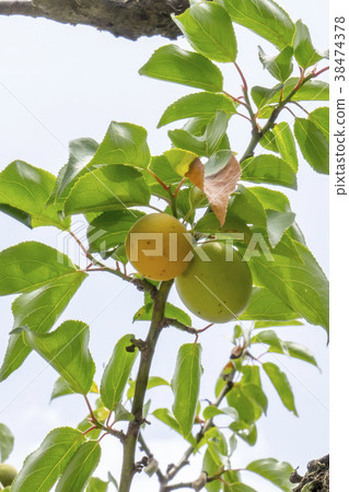 Dosan Seowon, Andong City, Gyeongbuk 38474378