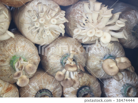 Mushroom cultivation growing in farm 38474444
