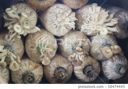 Mushroom cultivation growing in farm Mushroom cultivation growing in farm 38474445