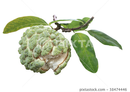 Fresh Custard Apple with leaf isolated on white  38474446