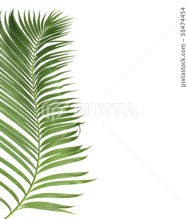 green palm leaf from tropical . frond floral 38474454