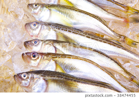 White grouper 38474455