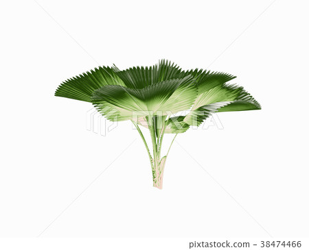 leaf of palm tree isolated on white .clipping path leaf of palm tree isolated on white .clipping path 38474466