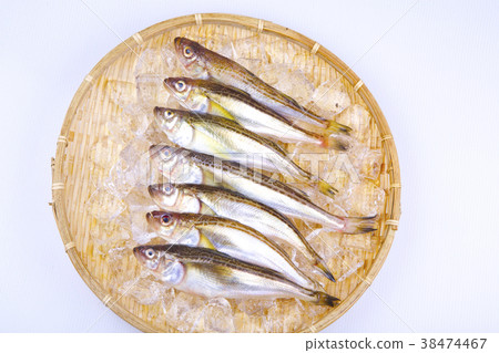 白色石斑魚 38474467