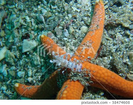 Horse deep-fried 38474608