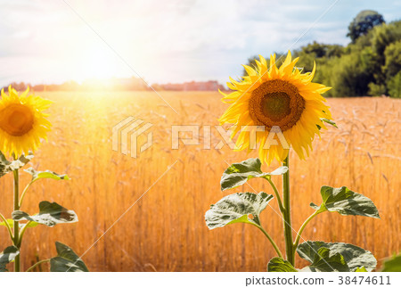 Flowers sunflower closeup and wheat field. 38474611