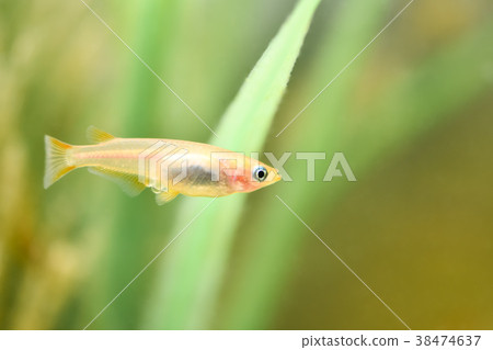 Himedaka with eggs 38474637