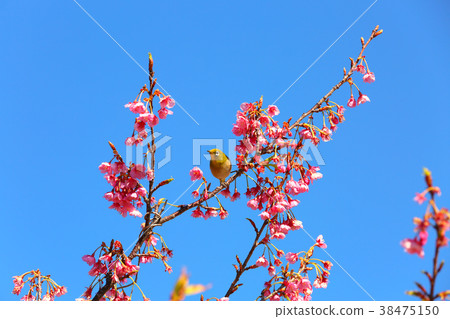 Toi Sakura 15 38475150