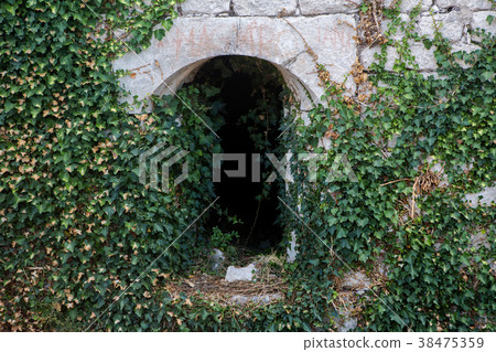 ivy growing on an old tunnel 38475359
