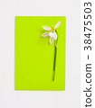 flatlay of green paper and white snowdrop flowers 38475503