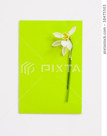flatlay of green paper and white snowdrop flowers 38475503