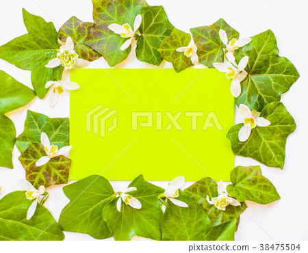 flatlay of ivy leaves with white flowers flatlay of ivy leaves with white flowers 38475504