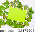 flatlay of ivy leaves with white flowers 38475505