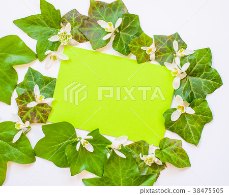flatlay of ivy leaves with white flowers flatlay of ivy leaves with white flowers 38475505