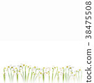 flatlay of snowdrop flowers on white background.  38475508