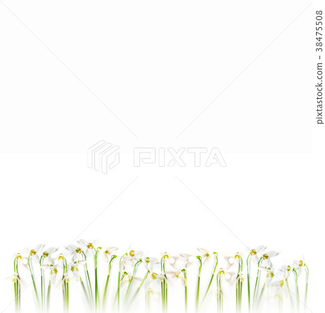 flatlay of snowdrop flowers on white background.  38475508