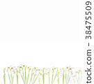 flatlay of snowdrop flowers on white background.  38475509