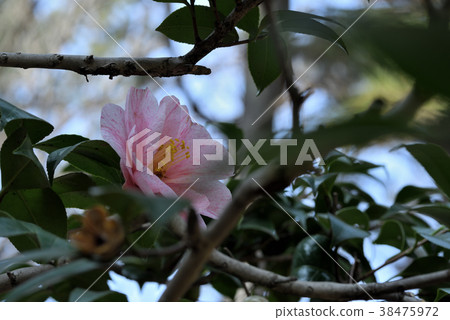 山茶花(白錦雞) 山茶花(白錦雞) 38475972