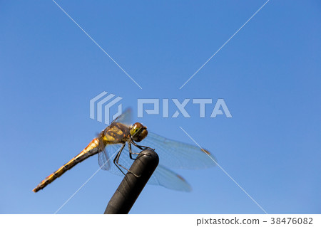 Dragonfly _ Akiakane Dragonfly _ Akiakane 38476082