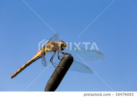 Dragonfly _ Akiakane Dragonfly _ Akiakane 38476083