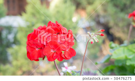 Red Geranium flower in a garden. 38476275