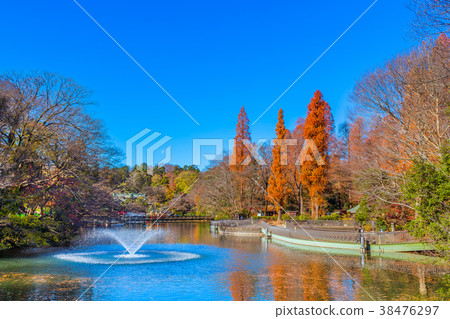 Autumn leaves of Tokyo Inokashira Park Autumn leaves of Tokyo Inokashira Park 38476297