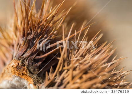 Autumn taste _ chestnut Autumn taste _ chestnut 38476319