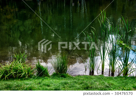 Green reed grass in the water 38476570
