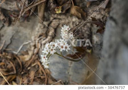 Donggang, Yeongwol-gun, Gangwon-do 38476737
