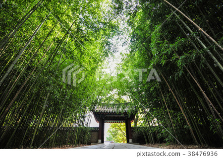 Bamboo forest road before Jeonju 38476936